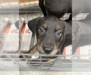 American Pit Bull Terrier-Unknown Mix Dogs for adoption in Pasadena, TX, USA