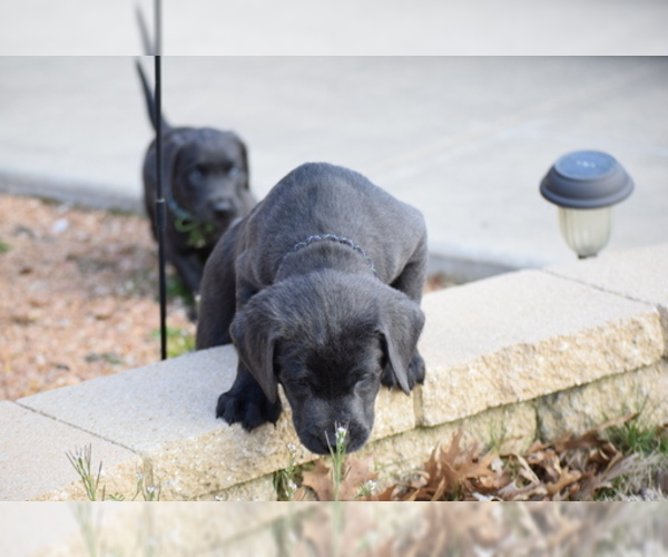 Medium Photo #10 Labrador Retriever Puppy For Sale in DENTON, TX, USA