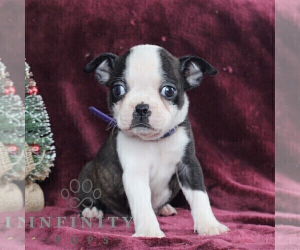Medium Photo #6 Boston Terrier Puppy For Sale in PORT ROYAL, PA, USA