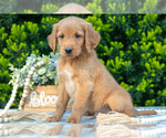 Small Photo #12 Golden Retriever Puppy For Sale in HARLAN, IN, USA