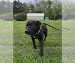 Small #2 American Staffordshire Terrier-Labrador Retriever Mix