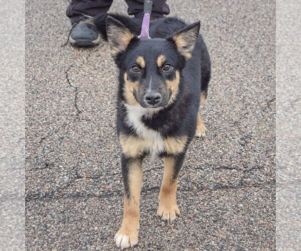 Medium Photo #5 Feist Terrier-German Shepherd Dog Mix Puppy For Sale in Huntley, IL, USA