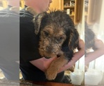 Puppy Puppy 6 Airedale Terrier