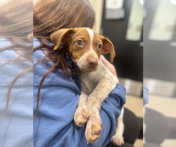 Medium Photo #1 Mutt Puppy For Sale in Elmsford, NY, USA