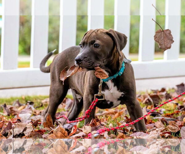 Medium Photo #4 Staffordshire Bull Terrier-Unknown Mix Puppy For Sale in Duluth, MN, USA