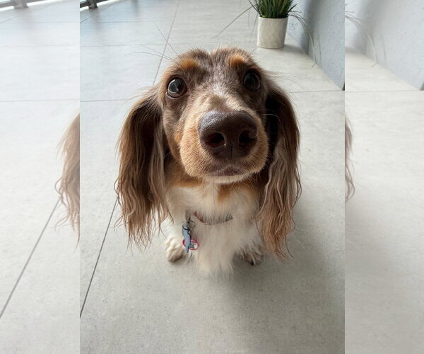 Medium Photo #2 Dachshund Puppy For Sale in Fruitland, SC, USA