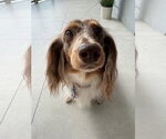 Small #1 Dachshund