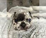 Puppy Willow French Bulldog