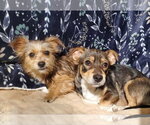 Small #2 Chiweenie