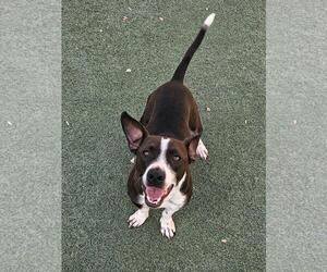 Cooper - Male Mutt Dog for Adoption - Photo #7