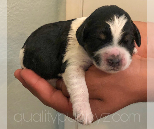 Medium Photo #10 Springerdoodle Puppy For Sale in ANZA, CA, USA