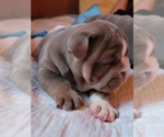 Small Photo #2 English Bulldog Puppy For Sale in CALLAO, VA, USA