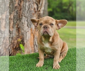 French Bulldog Puppy for sale in INDIANAPOLIS, IN, USA