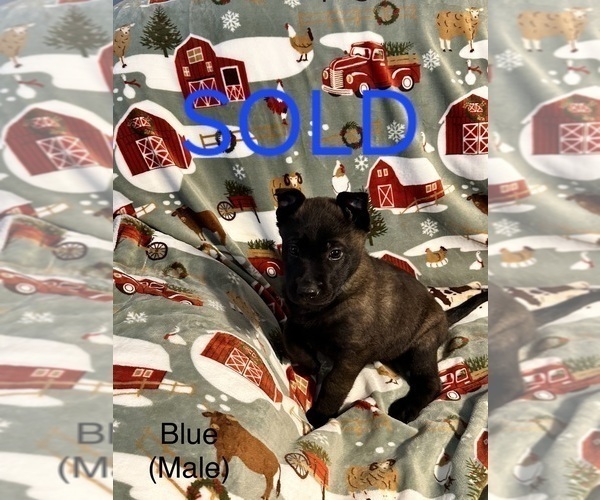 Medium Photo #6 Belgian Malinois Puppy For Sale in HUNTSVILLE, TX, USA