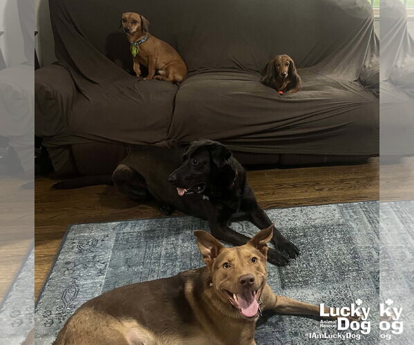 Medium Photo #5 Labrador Retriever-Retriever  Mix Puppy For Sale in Washington, DC, USA