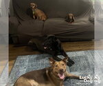 Small #4 Labrador Retriever-Retriever  Mix