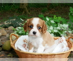 Puppy Kylie Cavalier King Charles Spaniel