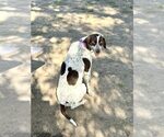 Small #2 German Shorthaired Pointer