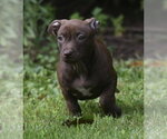 Small Chihuahua Mix