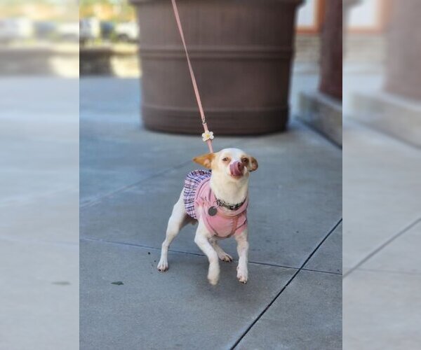 Medium Photo #2 Jack Chi Puppy For Sale in Anaheim Hills, CA, USA