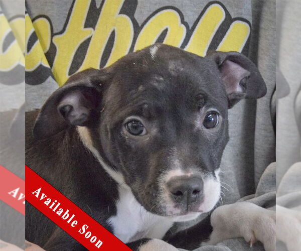 Medium Photo #1 American Bulldog-American Staffordshire Terrier Mix Puppy For Sale in Huntley, IL, USA