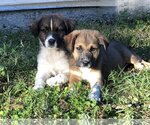 Small Photo #4 Australian Shepherd-Great Pyrenees Mix Puppy For Sale in Valrico, FL, USA