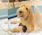 Small Photo #1 Labradoodle Puppy For Sale in HARRAH, OK, USA