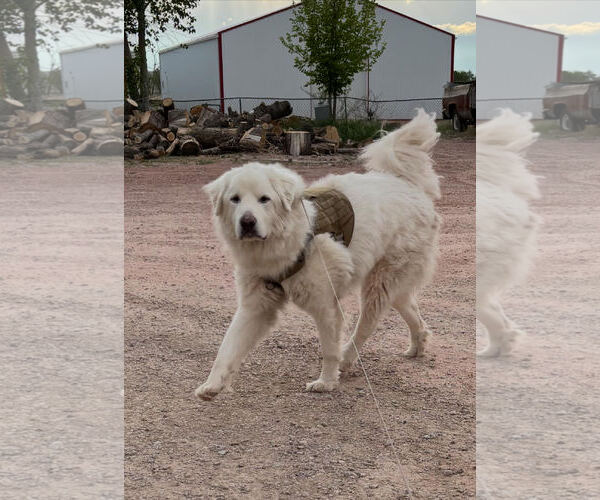 Medium Photo #2 Great Pyrenees Puppy For Sale in Winter Park, CO, USA