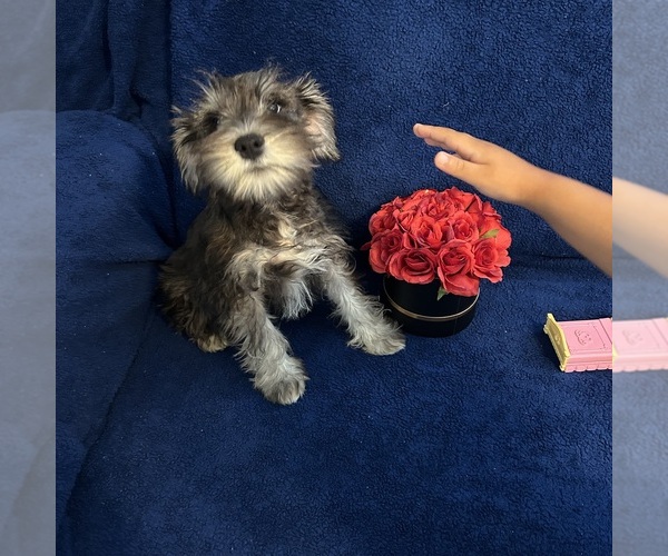 Medium Photo #41 Schnauzer (Miniature) Puppy For Sale in BRIDGETON, NJ, USA