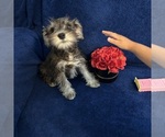 Small #40 Schnauzer (Miniature)