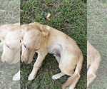 Small #5 Flat Coated Retriever-Golden Retriever Mix
