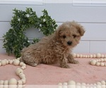 Small Photo #3 Maltipoo Puppy For Sale in HOLMESVILLE, OH, USA