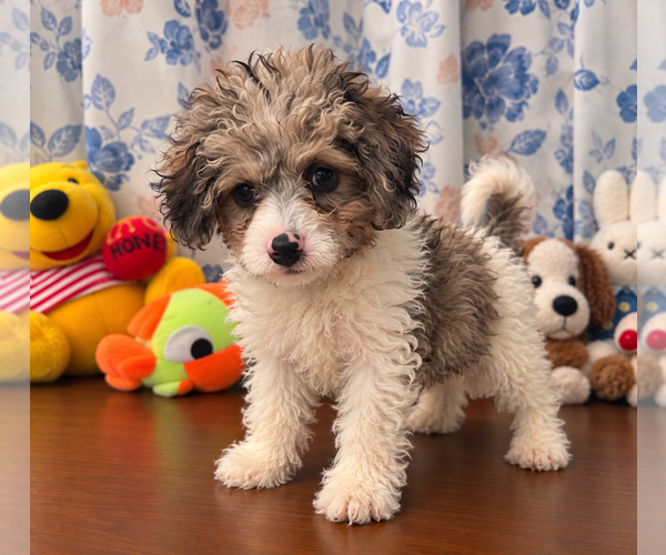 Medium Photo #14 Cockapoo (Miniature) Puppy For Sale in DURHAM, CT, USA