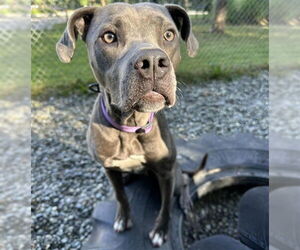 American Pit Bull Terrier-Unknown Mix Dogs for adoption in Anchorage, AK, USA