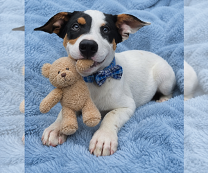 Jack-A-Bee Dogs for adoption in Mt. Laurel, NJ, USA