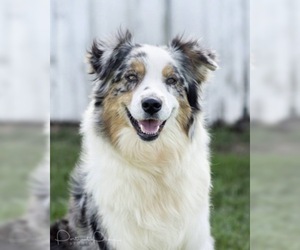 Mother of the Australian Shepherd puppies born on 02/27/2021