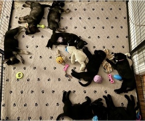 German Shepherd Dog Litter for sale in WOODBURN, OR, USA