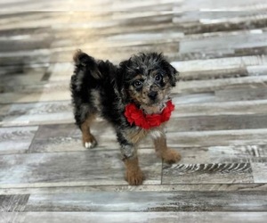 Aussiedoodle Miniature Puppy for sale in CAMPBELLSVILLE, KY, USA