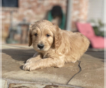 Small Photo #2 Goldendoodle Puppy For Sale in SUGAR LAND, TX, USA