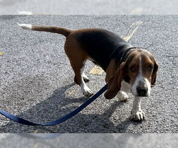 Medium Photo #2 Basset Hound Puppy For Sale in Deepwater, NJ, USA
