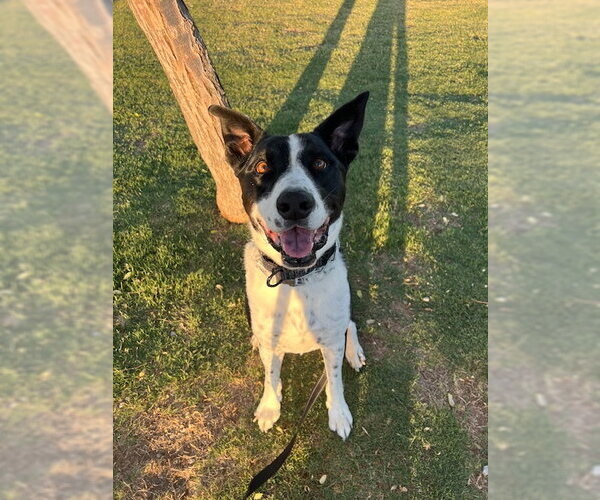 Medium Photo #7 Pointer-Unknown Mix Puppy For Sale in Chandler, AZ, USA