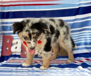 Australian Shepherd Puppy for sale in LANCASTER, PA, USA