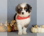 Small Photo #4 Aussiedoodle Miniature  Puppy For Sale in MILLERSBURG, OH, USA