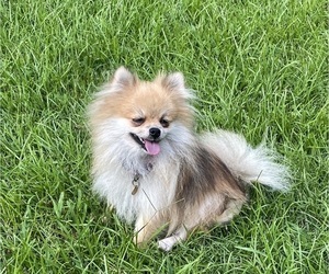 Pomeranian Puppy for sale in CASTLE HAYNE, NC, USA