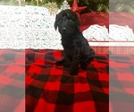 Small Photo #4 Labradoodle Puppy For Sale in ELK GROVE, CA, USA