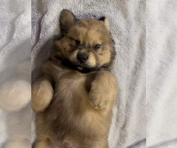 Medium Photo #4 Tibetan Mastiff Puppy For Sale in NAPA, CA, USA