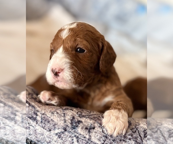 Medium Photo #10 Goldendoodle (Miniature) Puppy For Sale in SAINT MARYS, KS, USA