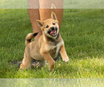Small Photo #29 Shiba Inu Puppy For Sale in MILLERSBURG, IN, USA