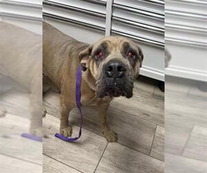 Mutt Dogs for adoption in Redlands, CA, USA