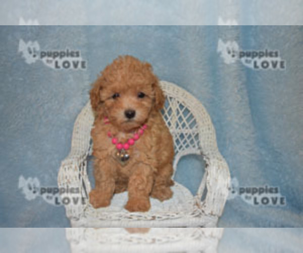 Medium Photo #13 Poodle (Toy) Puppy For Sale in SANGER, TX, USA